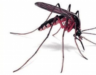 insectes